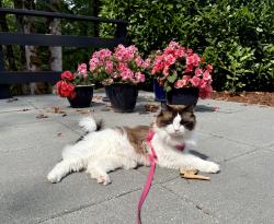 Reunited Male Cat last seen Near Beaver Lake Preserve, Sammamish, WA 98075