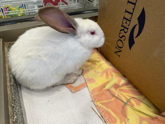 Shelter Stray Unknown Other last seen BROCKTON, 350 S Huntington Ave, Jamaica Plain, MA 02130, USA