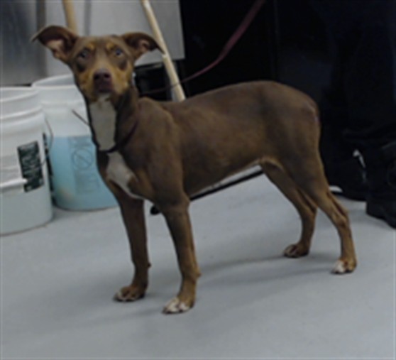 Shelter Stray Female Dog last seen Near BLOCK JULIAN RD, DUNN NC 28334, 4704 Corporation Dr, Fayetteville, NC 28306, USA