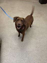 Shelter Stray Female Dog last seen Near BLOCK PACKARD ST, JURUPA VALLEY CA 92509, 6851 Van Buren Boulevard, Jurupa Valley, CA 92509, USA