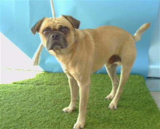 Shelter Stray Male Dog last seen , 216 W Victoria St, Gardena, CA 90248, USA