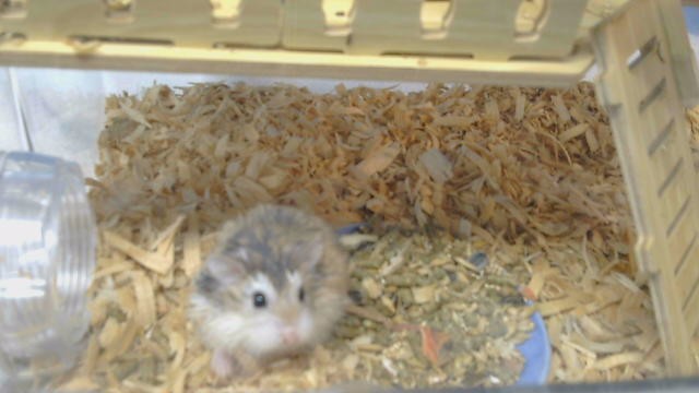 Shelter Stray Unknown Other last seen , 216 W Victoria St, Gardena, CA 90248, USA