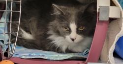 Reunited Unknown Cat last seen Burger Drive, Saint Paul, MN 55102