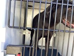 Shelter Stray Female Dog last seen Near BLOCK W 24TH ST, PUEBLO, CO, 4600 Eagleridge Pl, Pueblo, CO 81008, USA