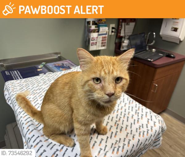 Found/Stray Male Cat last seen Rt 116 & Rt 24, Fondulac Township, IL 61635