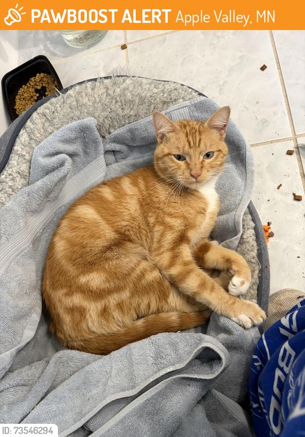 Found/Stray Male Cat last seen Gardenview Ave, Apple Valley, MN 55124