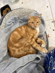 Found/Stray Male Cat last seen Gardenview Ave, Apple Valley, MN 55124