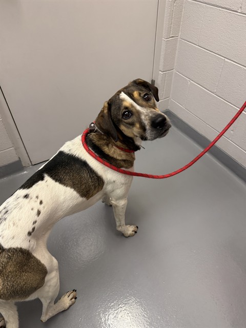 Shelter Stray Male Dog last seen Near BLOCK JEFFERSON PKWY ENGLEWOOD, CO 80112, 4556 Castleton Ct, Castle Rock, CO 80109, USA