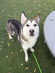Shelter Stray Female Dog last seen , West Valley Animal Shelter, 20655 Plummer St, Chatsworth, CA 91311, USA