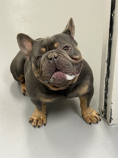 Shelter Stray Male Dog last seen HILLCROFT LN AND ECHO HOLLOW ST, CASTLE ROCK, 4556 Castleton Ct, Castle Rock, CO 80109, USA