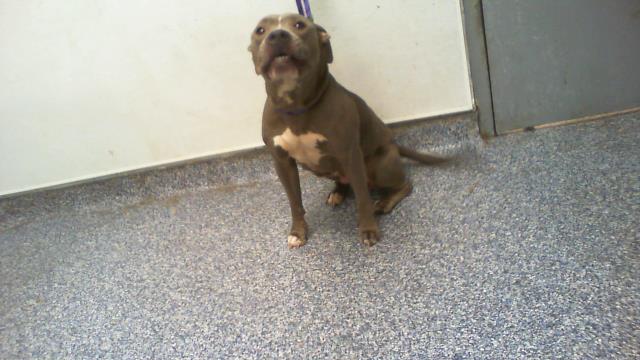 Shelter Stray Female Dog last seen CHARLOTTE, 8315 Byrum Dr, Charlotte, NC 28217, USA