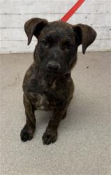 Shelter Stray Male Dog last seen WATERMAN FR. X INDUSTRAIL RD, 333 Chandler Pl, San Bernardino, CA 92408, USA