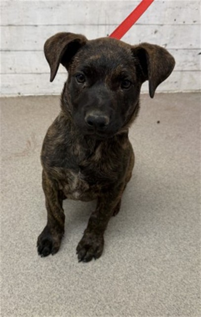 Shelter Stray Male Dog last seen WATERMAN FR. X INDUSTRAIL RD, 333 Chandler Pl, San Bernardino, CA 92408, USA