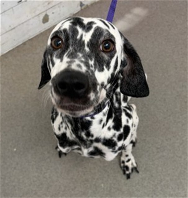 Shelter Stray Female Dog last seen ABANDONED AT THE SHELTER, 333 Chandler Pl, San Bernardino, CA 92408, USA