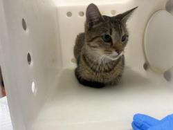 Shelter Stray Female Cat last seen Near BLOCK W APPLETON AVE, 3839 W Burnham St, West Milwaukee, WI 53215, USA