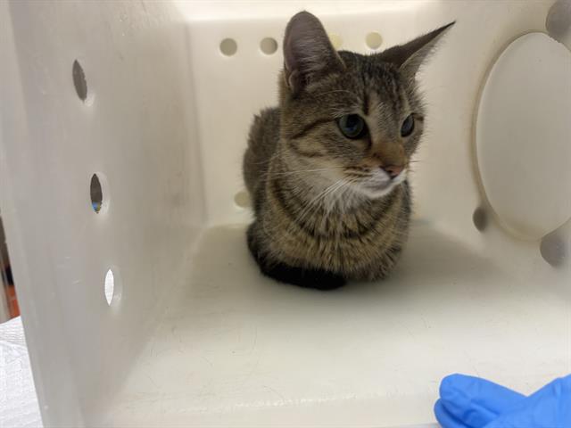 Shelter Stray Female Cat last seen Near BLOCK W APPLETON AVE, 3839 W Burnham St, West Milwaukee, WI 53215, USA