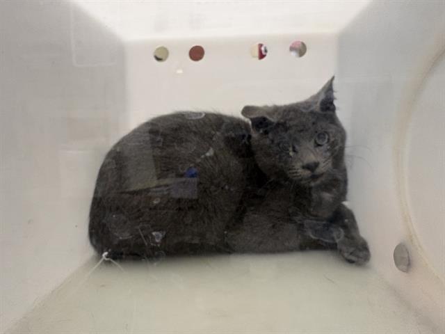 Shelter Stray Unknown Cat last seen Near BLOCK N 42ND ST - TRAP, 3839 W Burnham St, West Milwaukee, WI 53215, USA