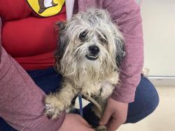 Shelter Stray Male Dog last seen Near BLOCK N 22ND ST, 3839 W Burnham St, West Milwaukee, WI 53215, USA