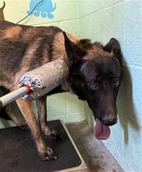 Shelter Stray Male Dog last seen CLEAT LN & TAILOFF LN, 2127 Front St, Sacramento, CA 95818, USA