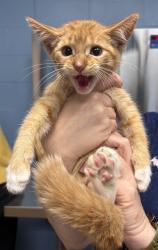 Shelter Stray Male Cat last seen Near BLOCK 14TH AVE S, MINNEAPOLIS MN 55417, 212 17th Ave N, Minneapolis, MN 55411, USA