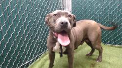 Shelter Stray Female Dog last seen , 11258 Garfield Ave, Downey, CA 90242, USA