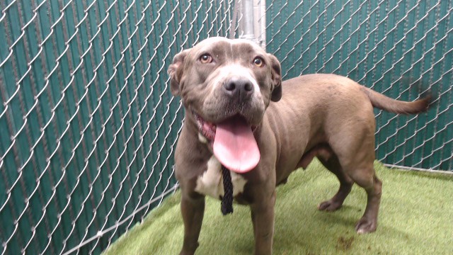 Shelter Stray Female Dog last seen , 11258 Garfield Ave, Downey, CA 90242, USA