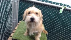 Shelter Stray Male Dog last seen , 11258 Garfield Ave, Downey, CA 90242, USA