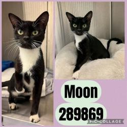 Shelter Stray Female Cat last seen LIONS PL, 4214 Fulton Mill Rd, Macon, GA 31216, USA