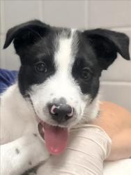 Shelter Stray Male Dog last seen , 11361 W Pico Blvd, Los Angeles, CA 90064, USA
