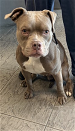 Shelter Stray Male Dog last seen , 11361 W Pico Blvd, Los Angeles, CA 90064, USA
