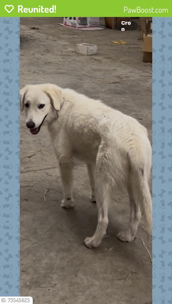 Reunited Female Dog last seen Lionel Rd and Kirn Ct, Mims, FL 32754