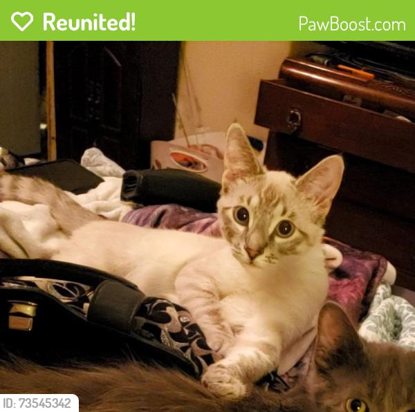 Reunited Male Cat last seen Behind Dollar Tree on 199, Springtown, TX 76082