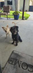 Found/Stray Unknown Dog last seen Near 52nd, Odessa, TX 79762