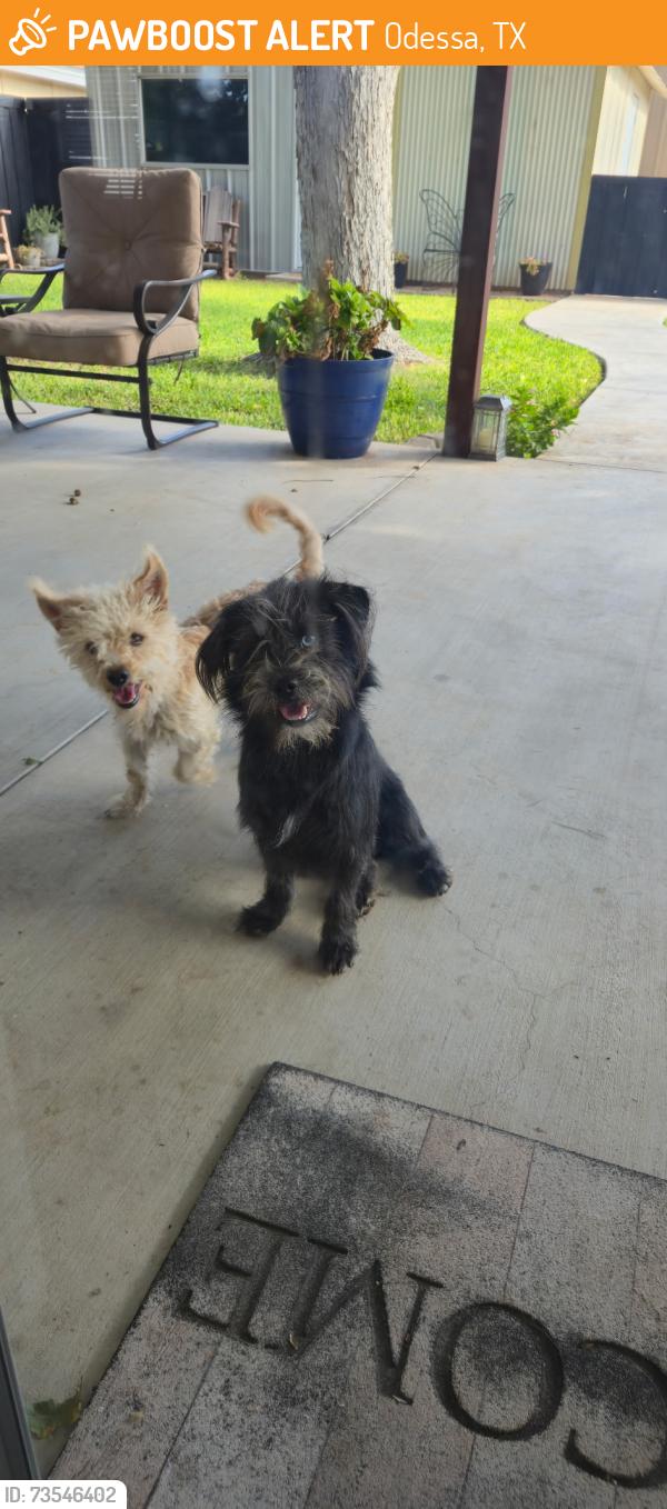 Found/Stray Unknown Dog last seen Near 52nd, Odessa, TX 79762