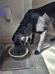 Reunited Female Dog last seen 43rd N / 247th West Andale, Andale, KS 67001