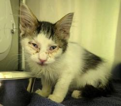 Shelter Stray Female Cat last seen Near Bodie St, Longview, City of, TX, 303 H G Mosley Pkwy, Longview, TX 75604, USA