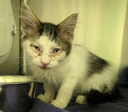 Shelter Stray Female Cat last seen Near Bodie St, Longview, City of, TX, 303 H G Mosley Pkwy, Longview, TX 75604, USA