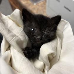 Shelter Stray Male Cat last seen Mainstay Suites -144 Merchant Dr, Knox County GP, TN, 3201 Division St, Knoxville, TN 37919, USA