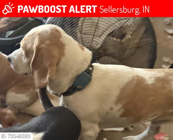 Lost Male Dog last seen Hamburg Pike and Cooper’s Lane, Sellersburg, IN 47172
