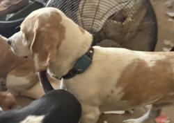 Lost Male Dog last seen Hamburg Pike and Cooper’s Lane, Sellersburg, IN 47172