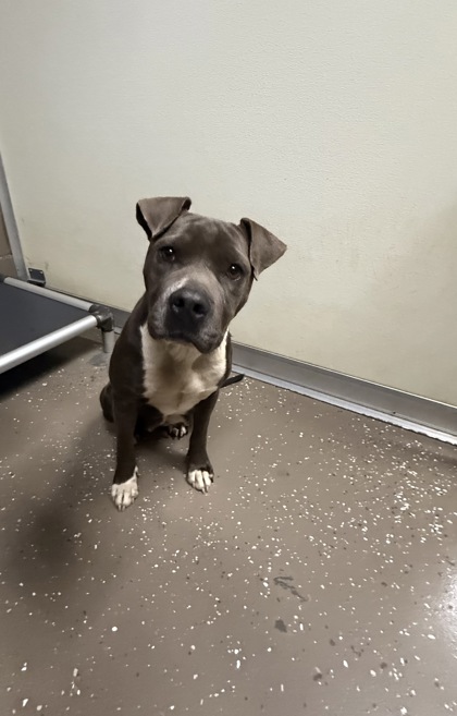 Shelter Stray Female Dog last seen Harmony Rd, Anderson, 29624, Anderson County, SC, 1320 US-29, Anderson, SC 29626, USA