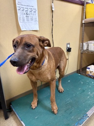Shelter Stray Male Dog last seen Near Wylie Creek Dr, Desoto, TX, 1150 E Pleasant Run Rd, Cedar Hill, TX 75104, USA