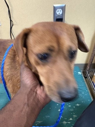 Shelter Stray Male Dog last seen Near Wylie Creek Dr, Desoto, TX, 1150 E Pleasant Run Rd, Cedar Hill, TX 75104, USA