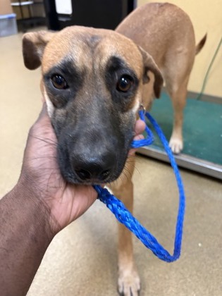 Shelter Stray Male Dog last seen Near Wylie Creek Dr, Desoto, TX, 1150 E Pleasant Run Rd, Cedar Hill, TX 75104, USA