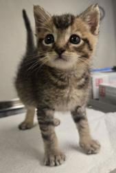 Shelter Stray Female Cat last seen W Kearny blvd and S Brawley, Biola Zone Fresno CO 1A 93606, CA, 1510 W Dan Ronquillo Dr, Fresno, CA 93706, USA
