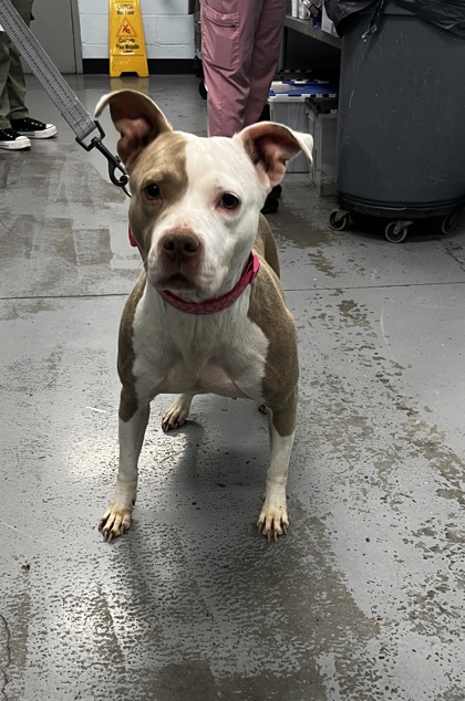 Shelter Stray Female Dog last seen Near Florin Perkins Rd, City of Sacramento, CA, 6201 Florin Perkins Rd, Sacramento, CA 95828, USA