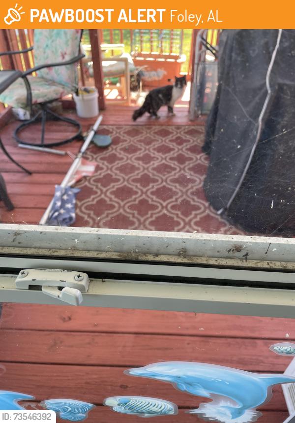 Found/Stray Unknown Cat last seen Placid Drive Loop, Leasure Lake Foley, AL, Foley, AL 36535