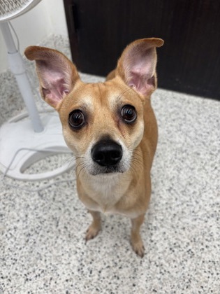 Shelter Stray Male Dog last seen Near PLAINVILLE DR SW,, Atlanta, GA, 1251 Fulton Industrial Blvd NW, Atlanta, GA 30336, USA