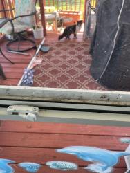 Found/Stray Unknown Cat last seen Placid Drive Loop, Leasure Lake Foley, AL, Foley, AL 36535