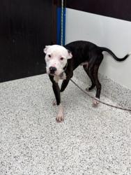 Shelter Stray Male Dog last seen Near burdett ridge, South Fulton, GA, 1251 Fulton Industrial Blvd NW, Atlanta, GA 30336, USA